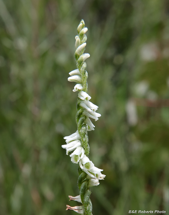 Spiranthes_lacera_var_gracilis