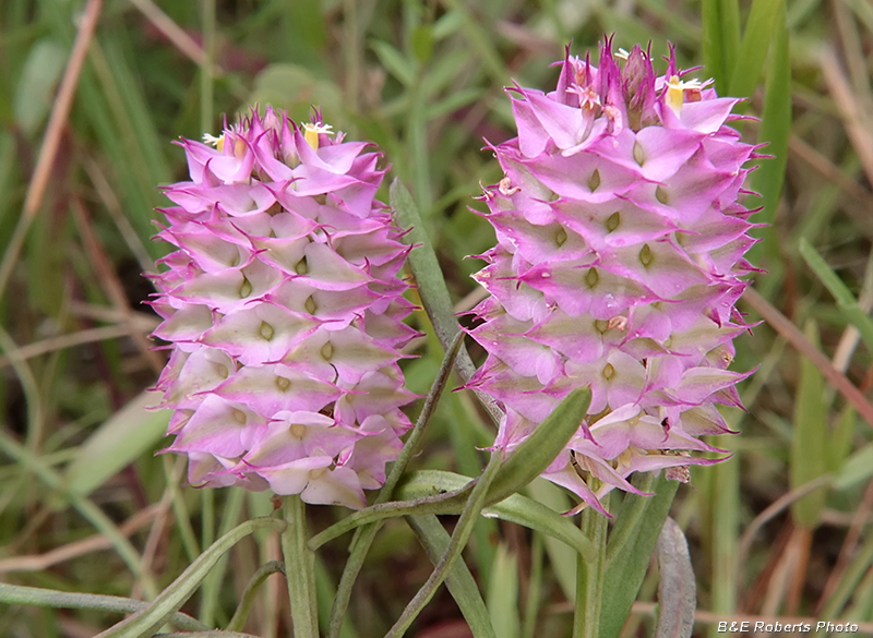 Polygala_cruciata