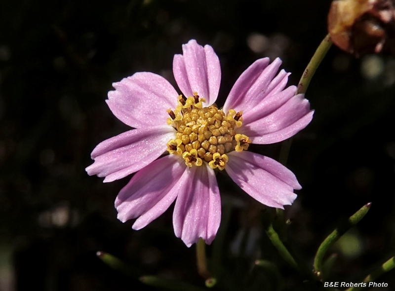 Coreopsis_rosea