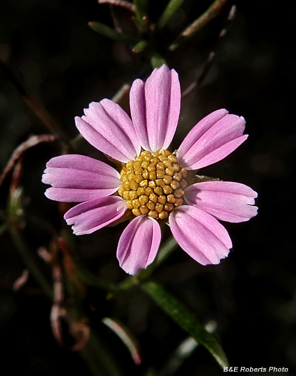 Coreopsis_rosea