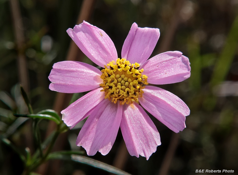 Coreopsis_rosea