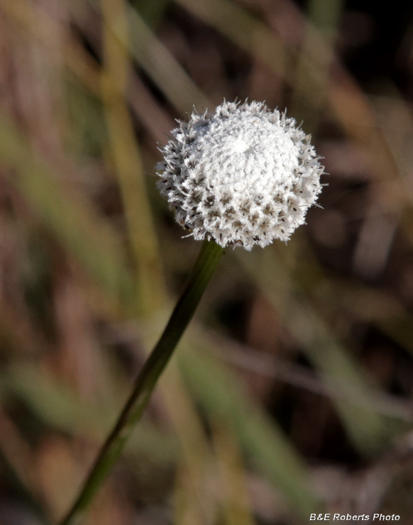 Pipewort