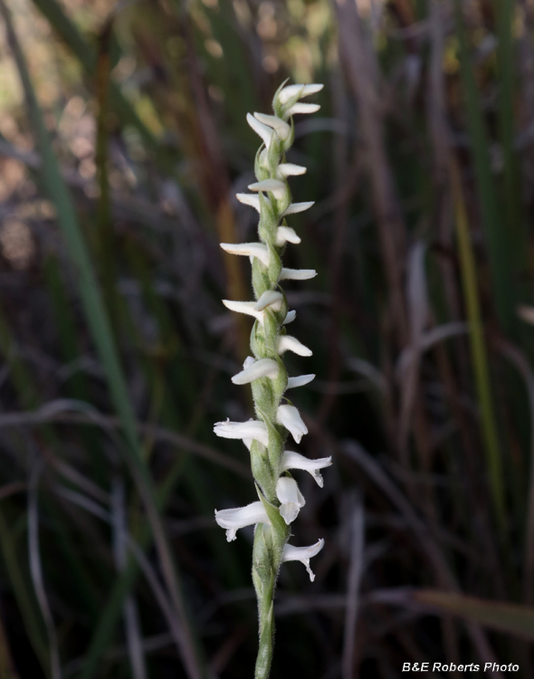 Spiranthes_cernua