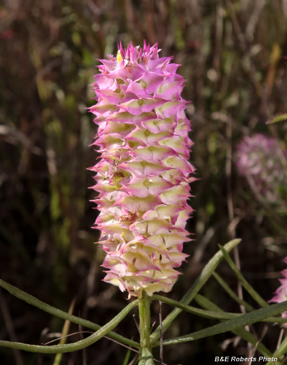 Polygala_cruciata