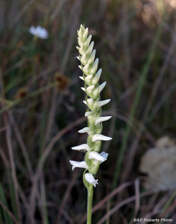 Spiranthes_cernua