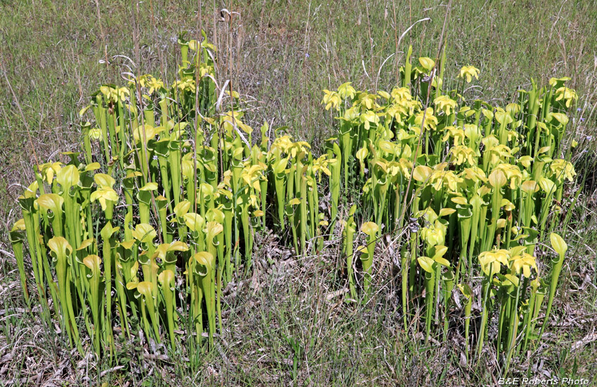 Pitcher_plants