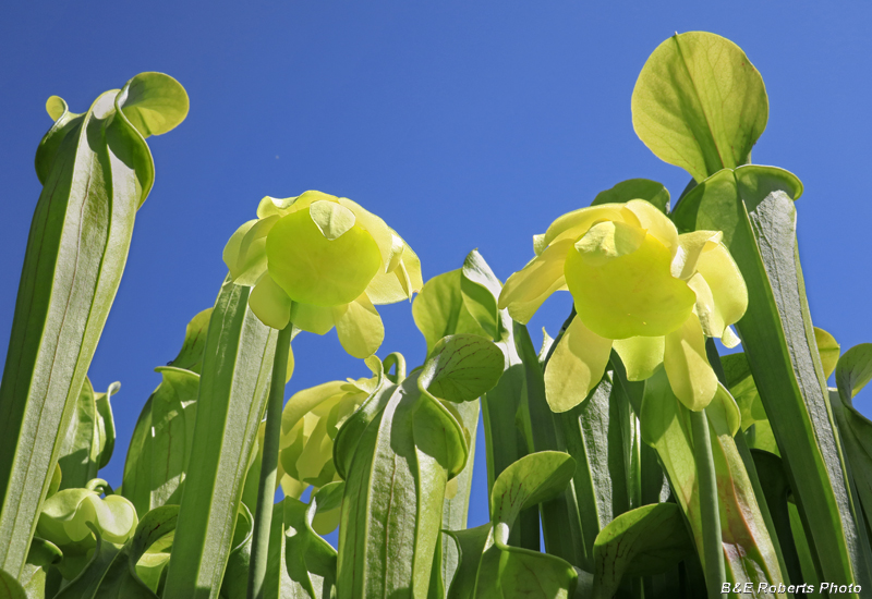 Pitcher_flowers