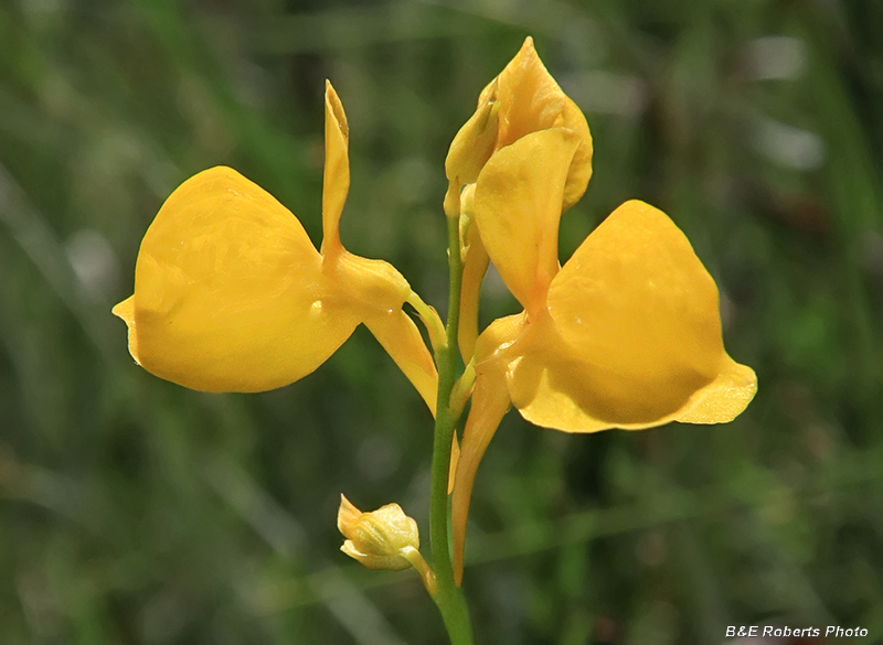 Bladderwort