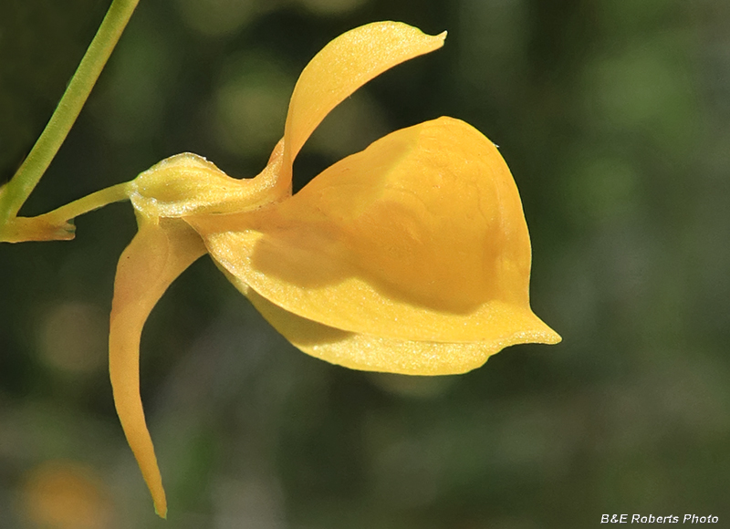 Bladderwort