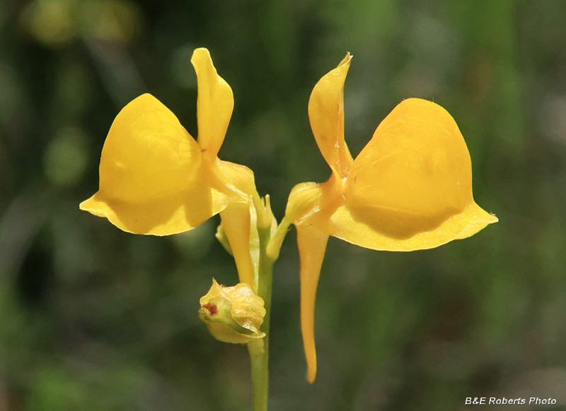 Bladderwort