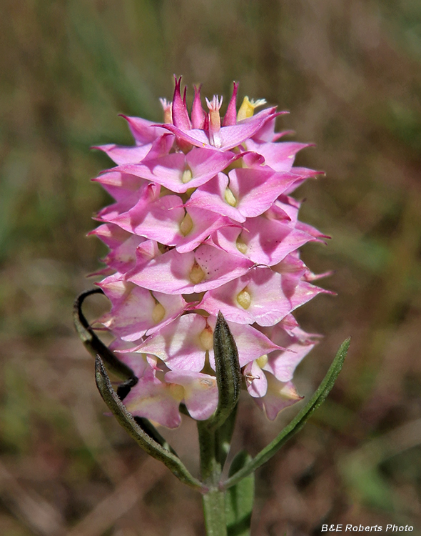 Polygala_cruciata