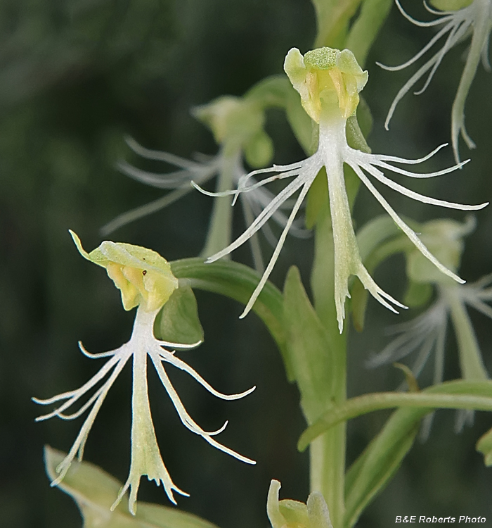 Platanthera_lacera