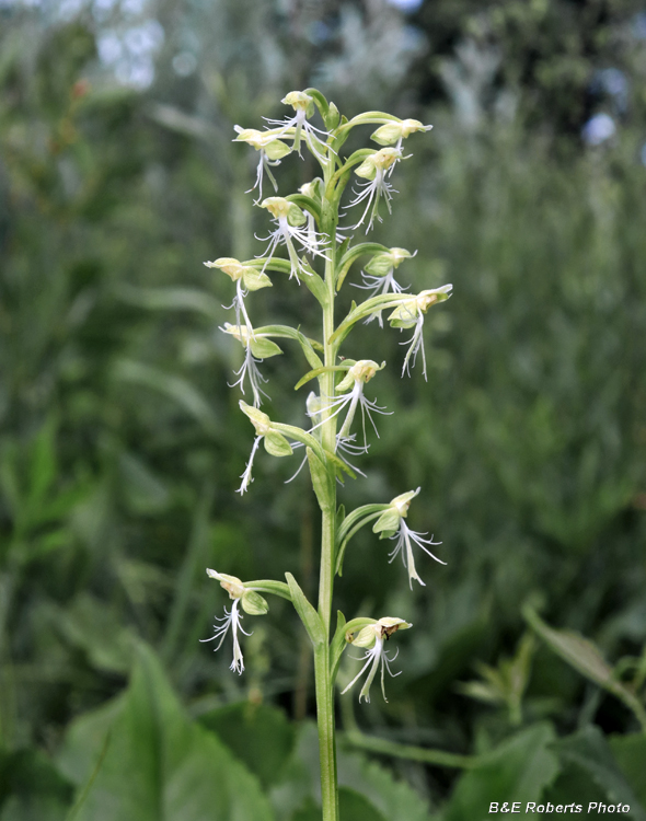 Platanthera_lacera