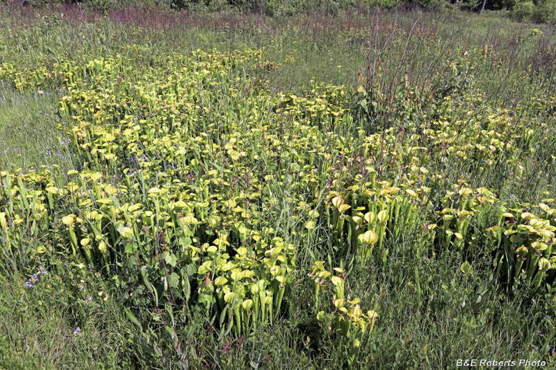 Pitcher_plants