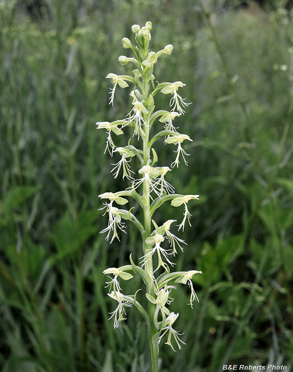 Platanthera_lacera