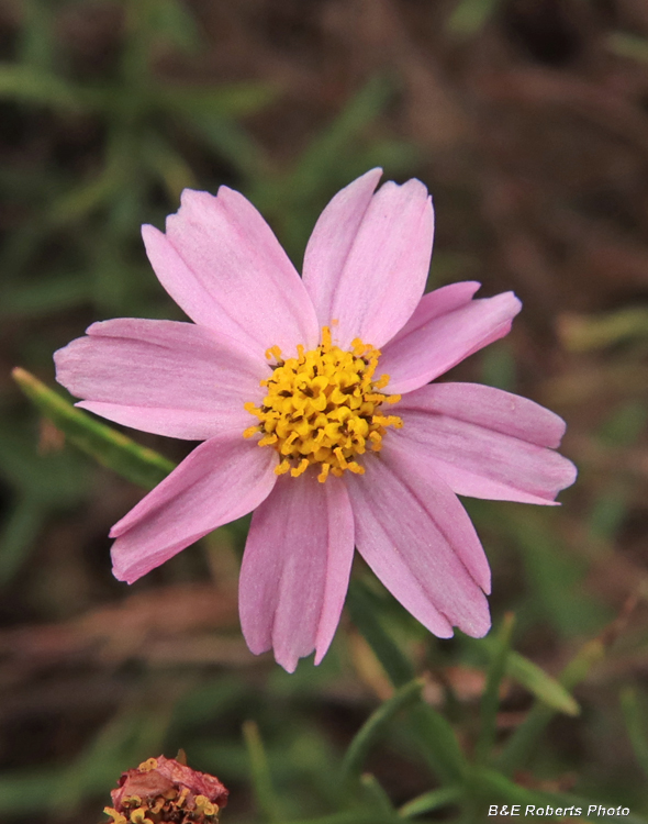 Rose_Coreopsis