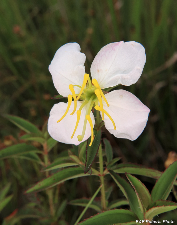 Pale_Meadow_Beauty