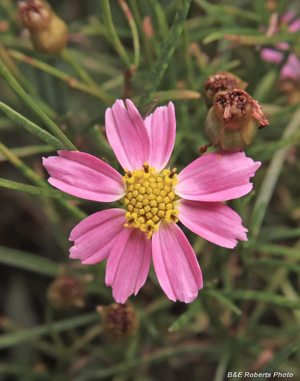 Rose_Coreopsis