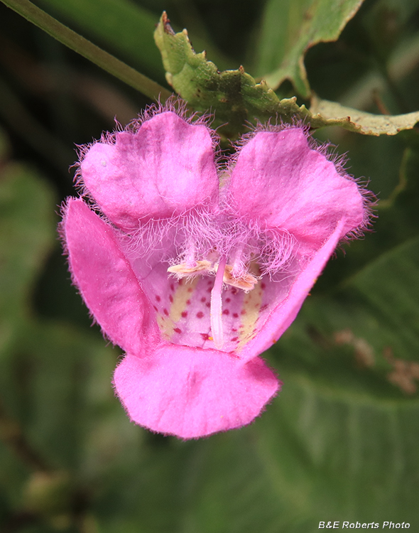 Agalinis_purpurea