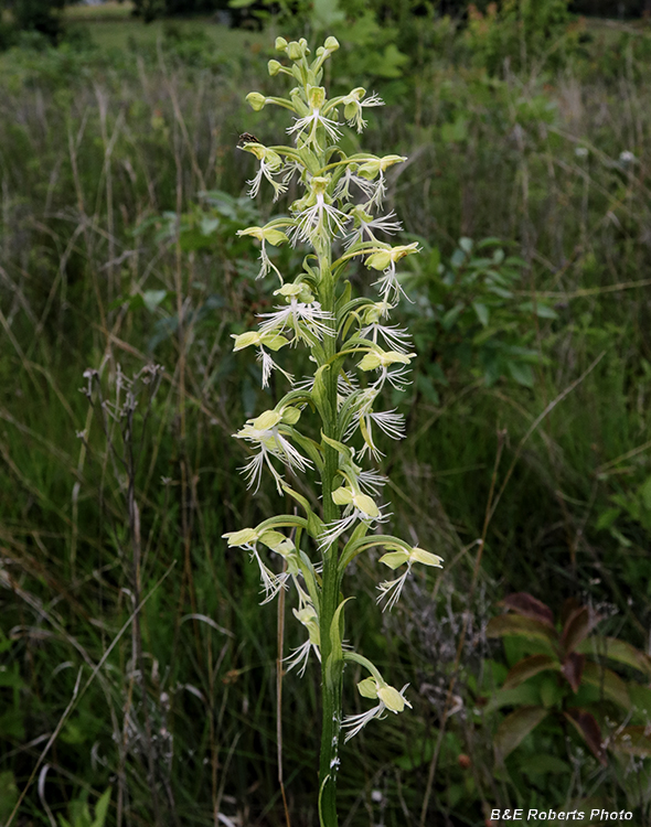 Platanthera_lacera