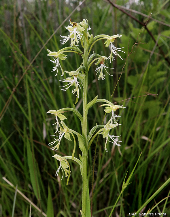 Platanthera_lacera