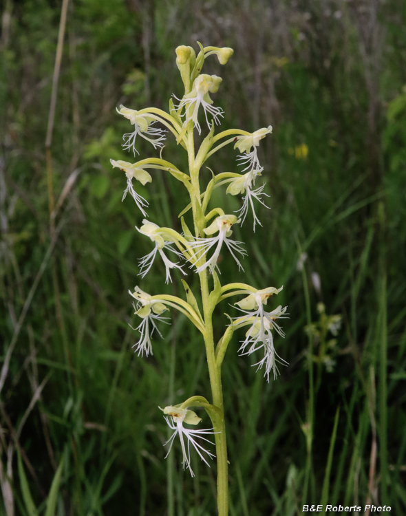 Platanthera_lacera