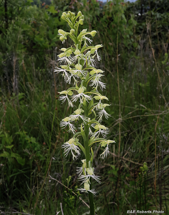 Platanthera_lacera