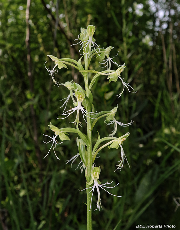 Platanthera_lacera