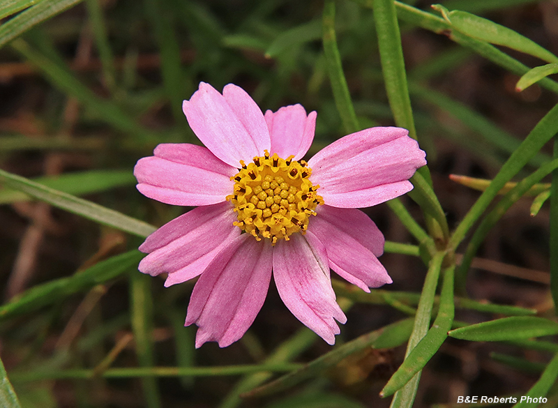 Rose_coreopsis