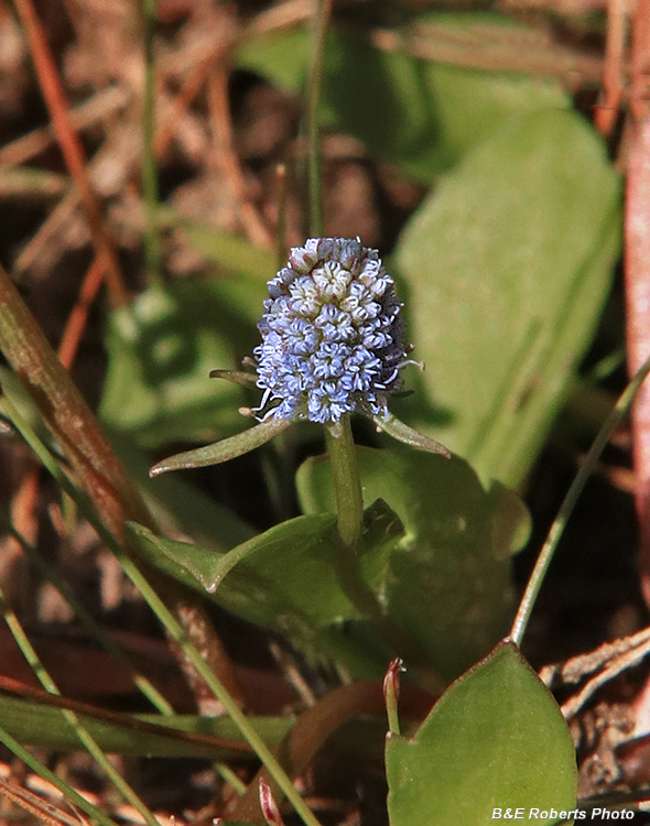 Eryngium_prostratum