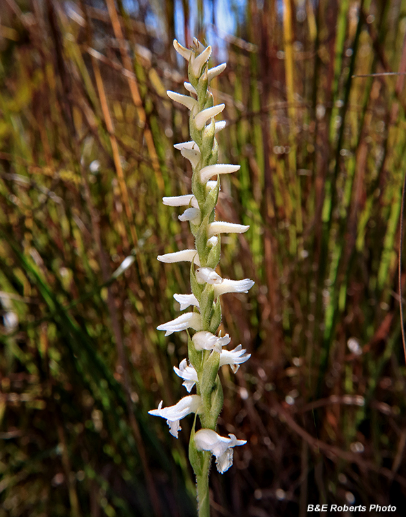 Spiranthes