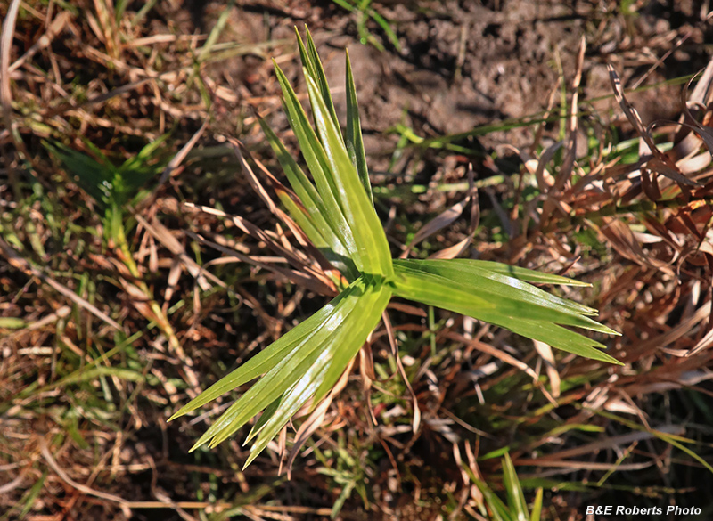 Three_Way_Sedge