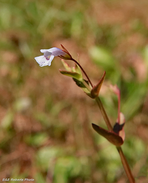 Lindernia_dubia