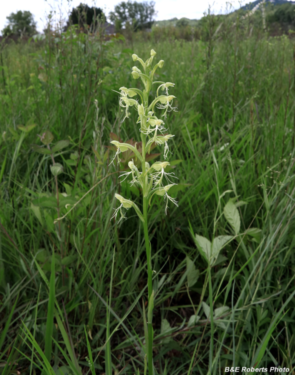 Platanthera_lacera