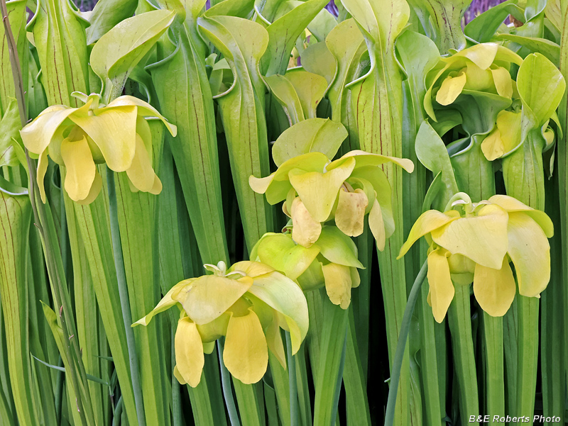 Pitcher_plants