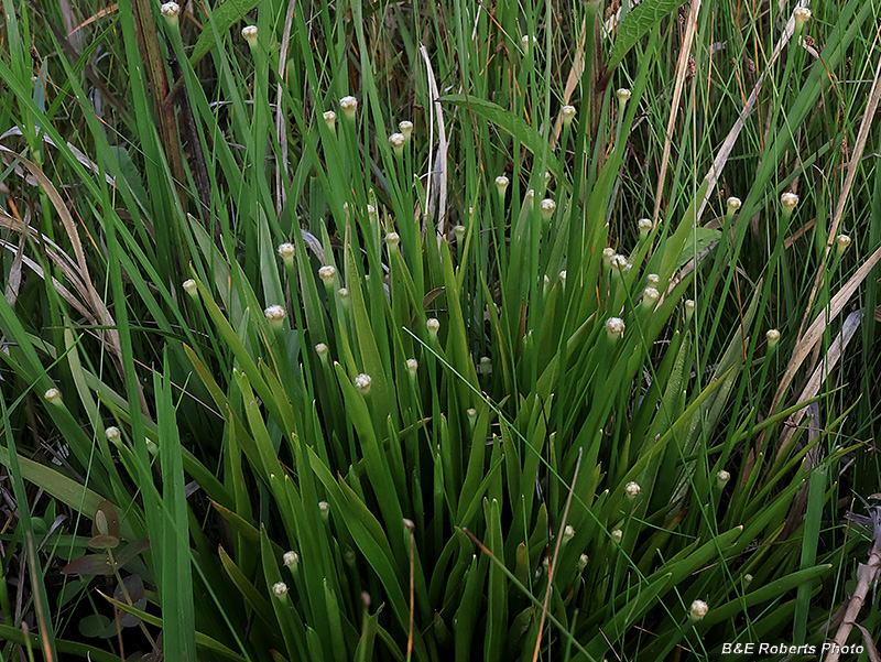 Pipewort