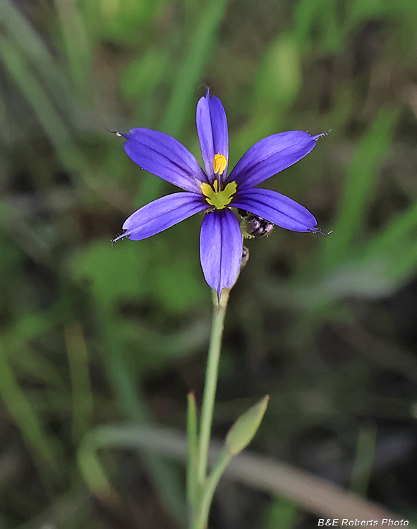 Blue-eyed_Grass