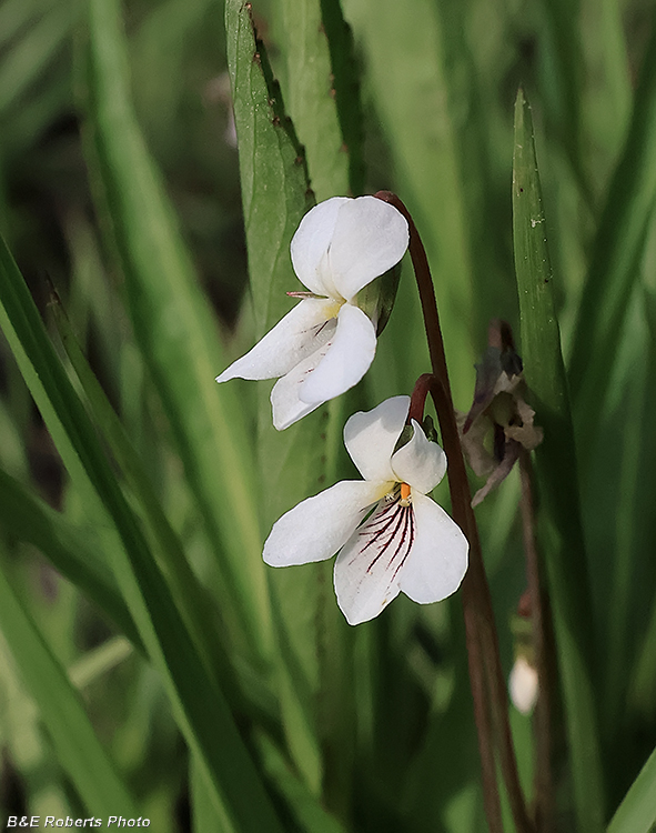 Viola_lanceolata