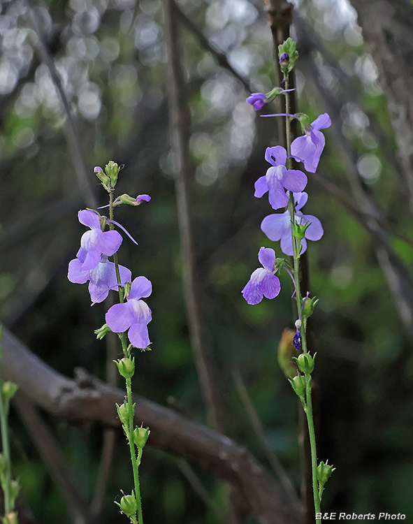Blue_Toadflax