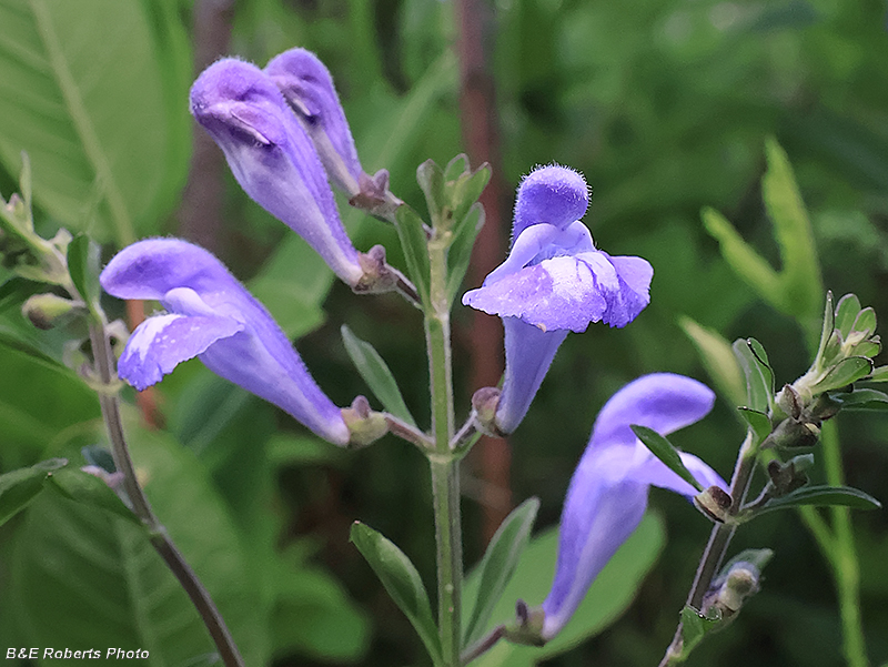 Skullcap