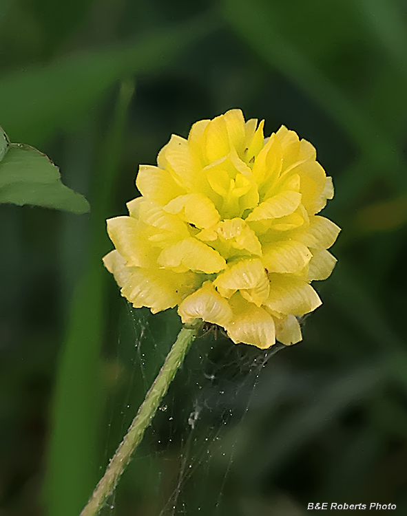 Hop_Trefoil