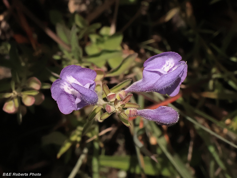 Skullcap
