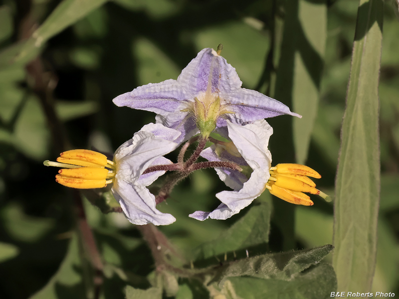 Solanum