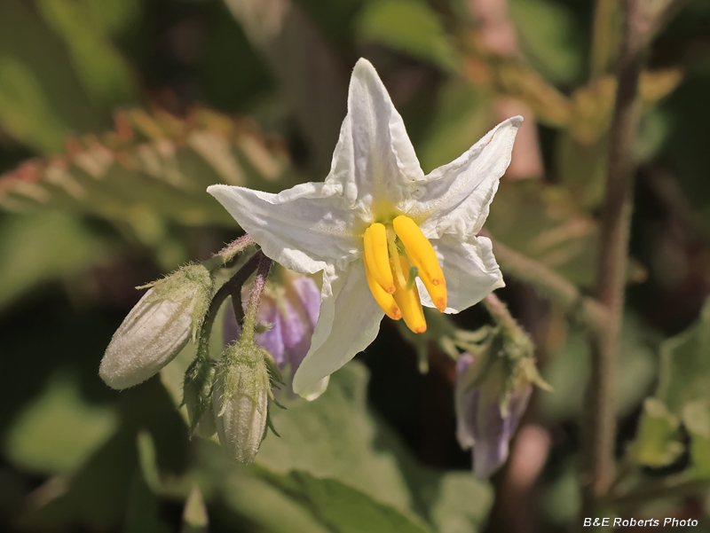 Solanum