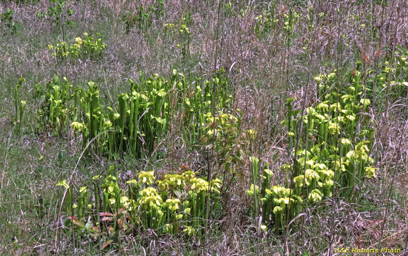 Sarracenia