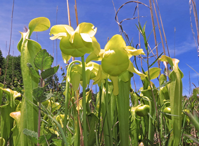 Pitcher_plants