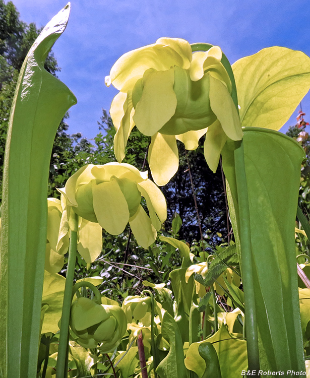 Sarracenia