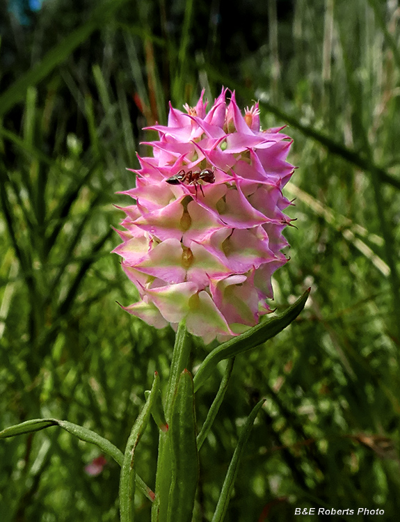 Polygala