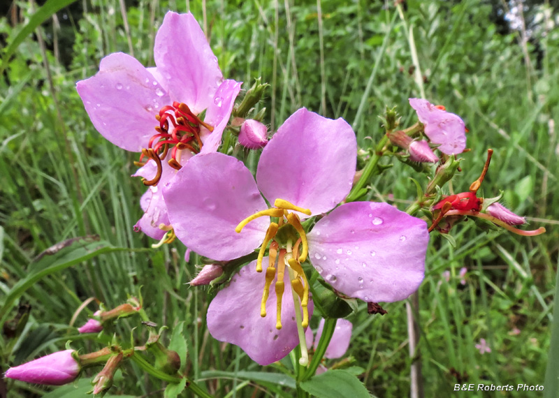 Meadow-beauty