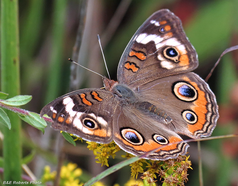 Common_Buckeye